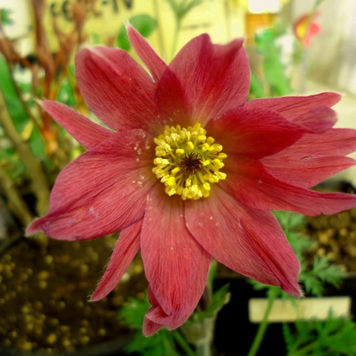 Pulsatilla vulgaris 'Bells Red' - Harilik karukell 'Bells Red'
